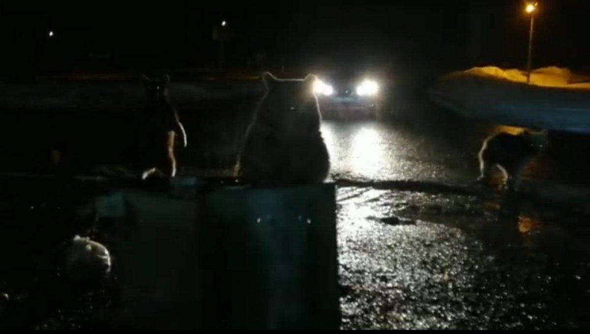 Sarıkamış'ta ayılar şehre indi