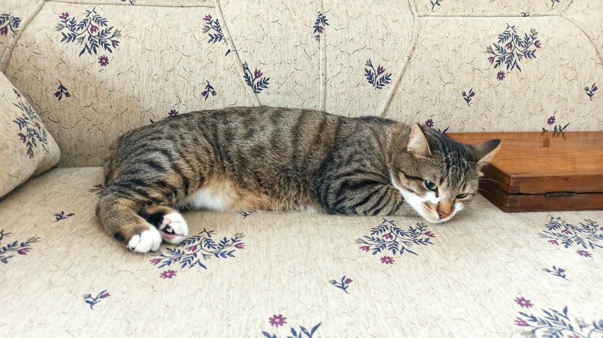 Artvin'de tavla düşkünü kedi