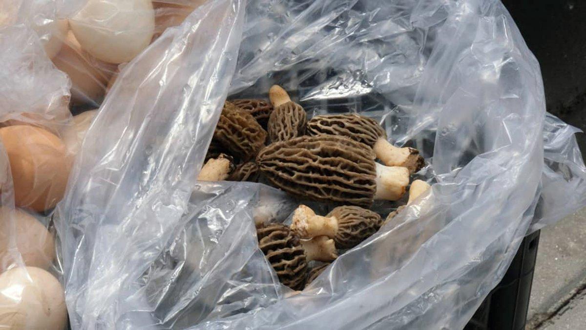 Kuzugöbeğinin fiyatı altınla yarışıyor