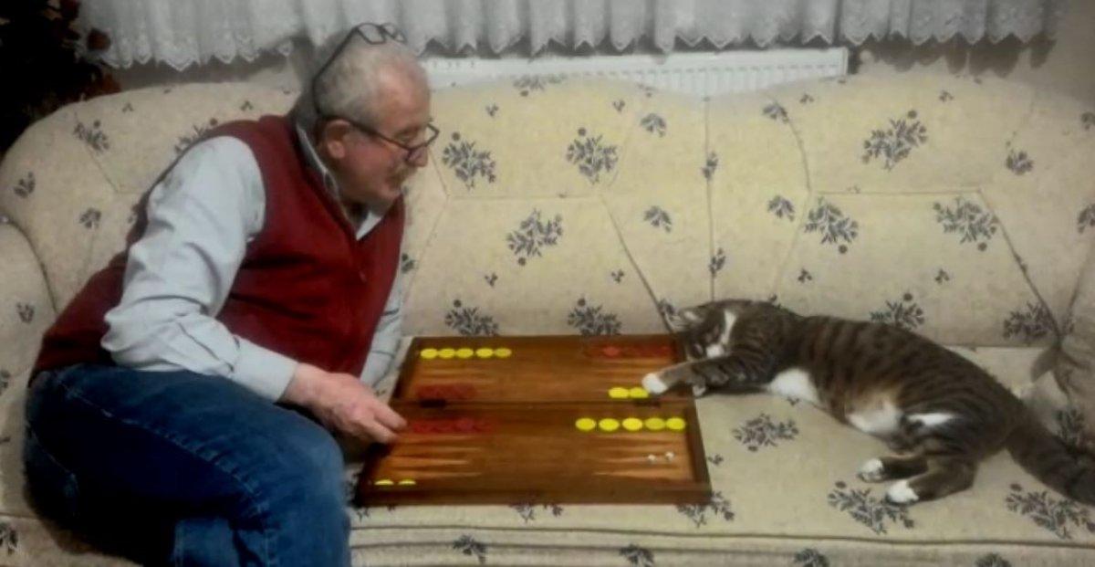 Artvin'de tavla düşkünü kedi