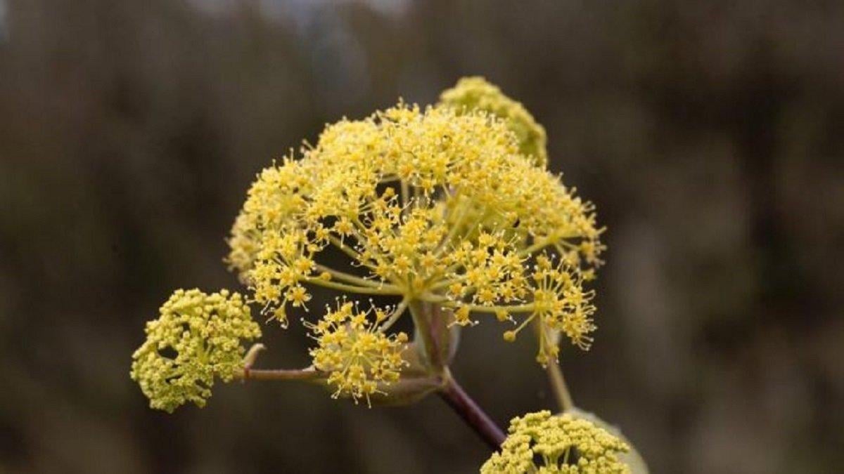 Çakşır otu nedir, faydaları nelerdir? Çakşır otu nasıl kullanılır?