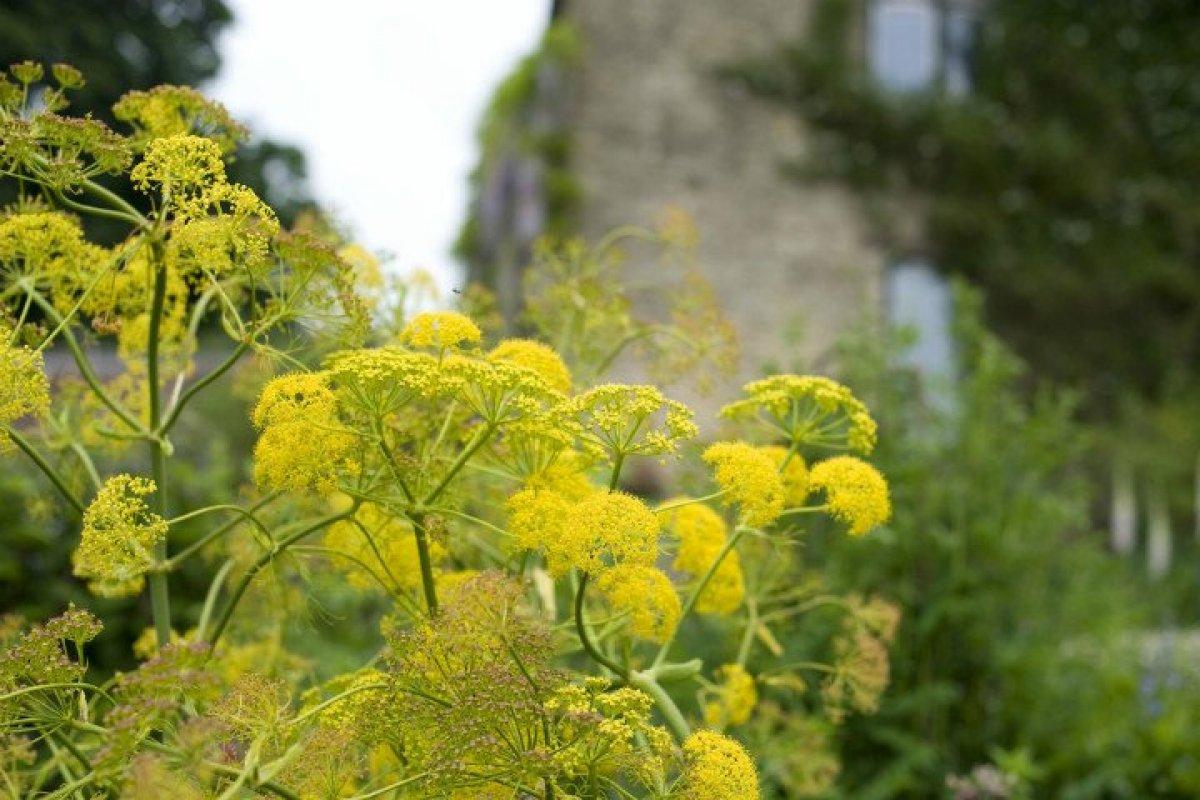Çakşır otu nedir, faydaları nelerdir? Çakşır otu nasıl kullanılır?