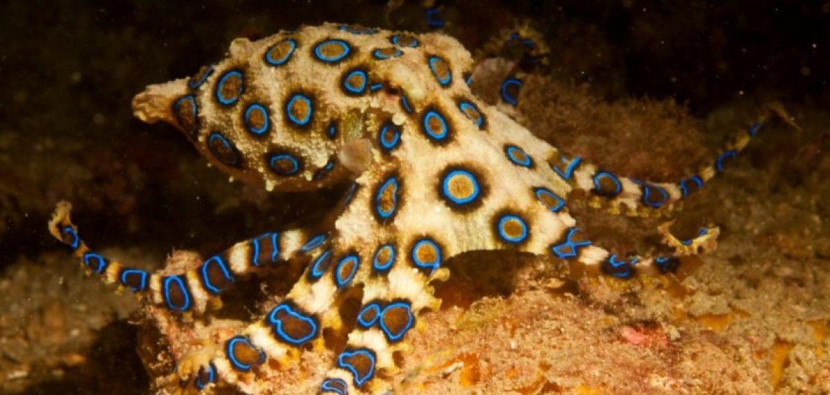 Mavi halkalı ahtapot nedir, nerede yaşar? Mavi halkalı ahtapot zehirli mi?