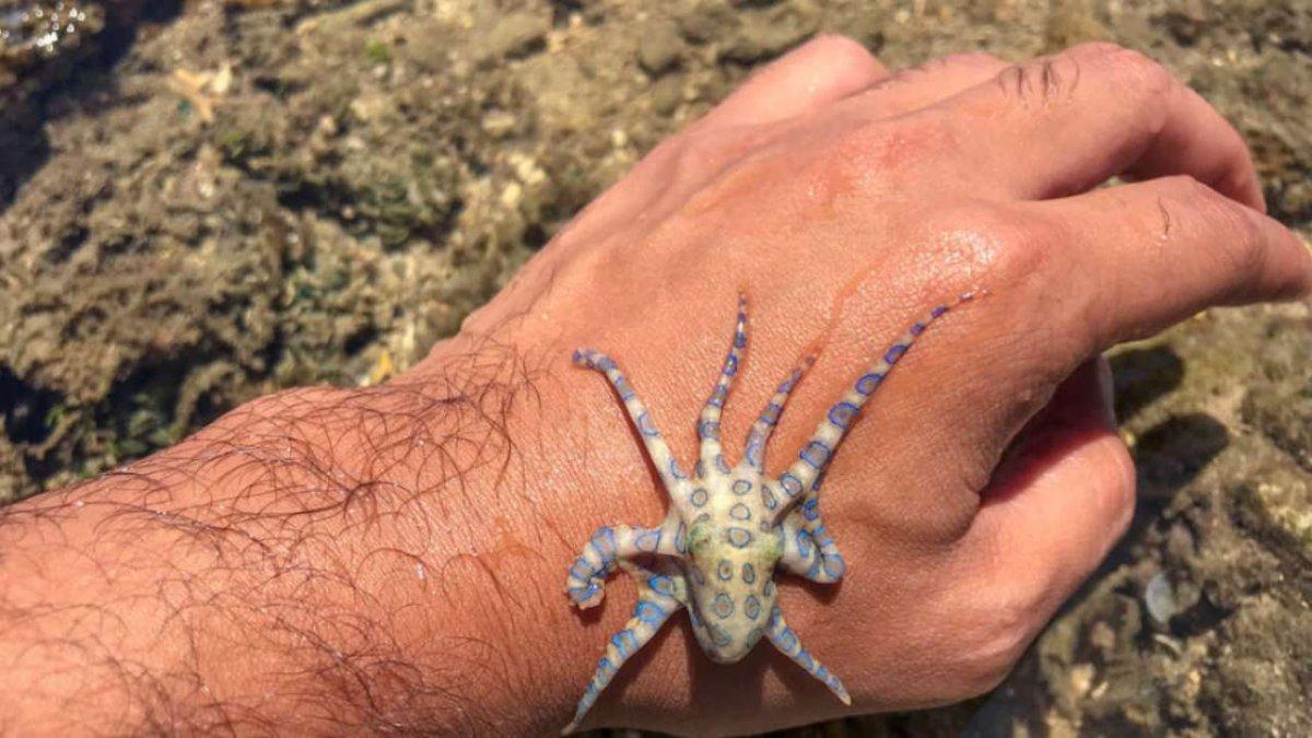Mavi halkalı ahtapot nedir, nerede yaşar? Mavi halkalı ahtapot zehirli mi?
