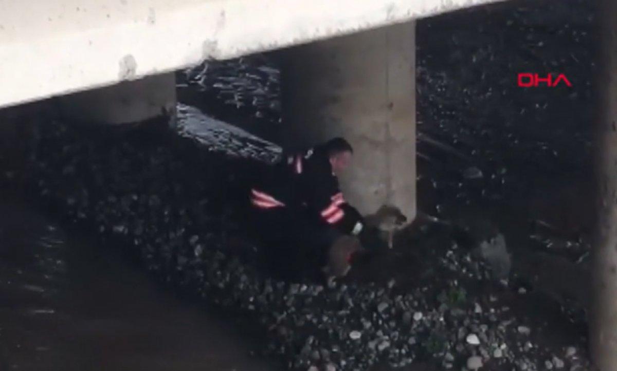 Trabzon’da dereye düşen köpeği itfaiye kurtardı