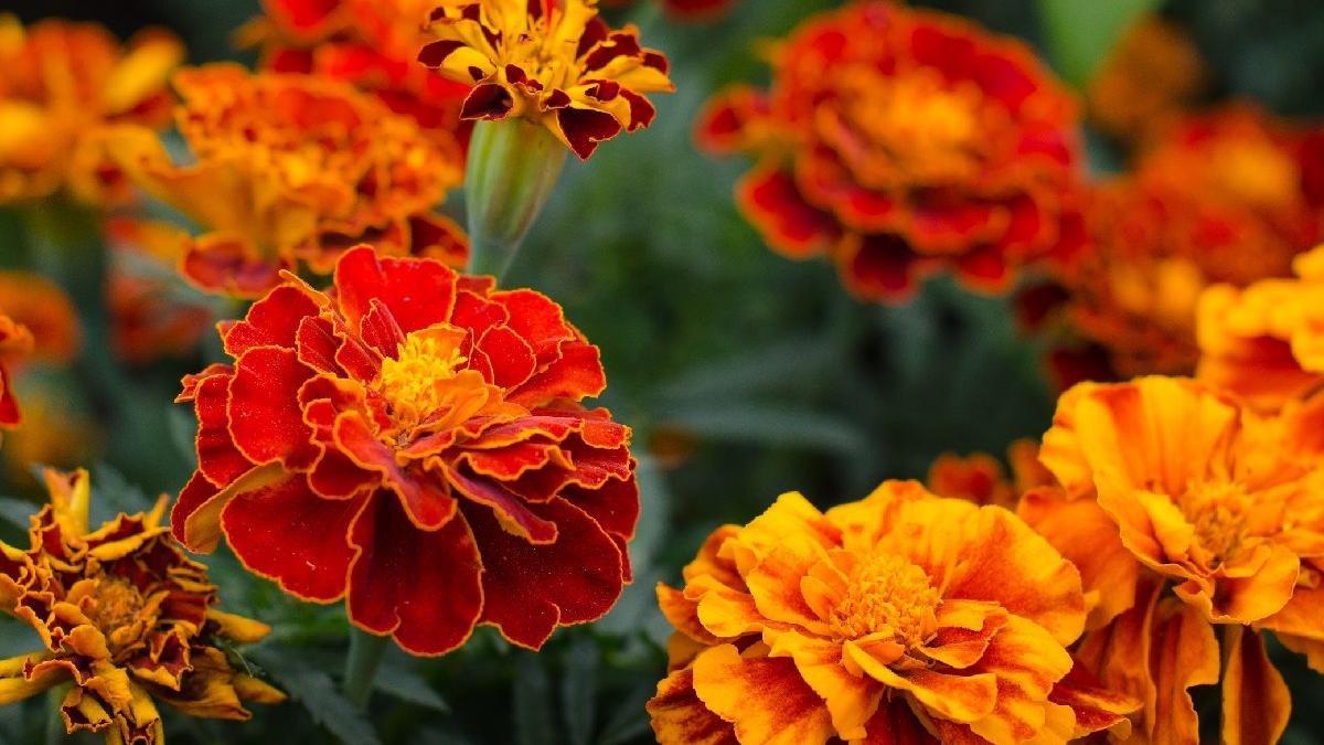 Aynısefa nedir, faydaları nelerdir? Aynısefa bitkisi nasıl kullanılır?