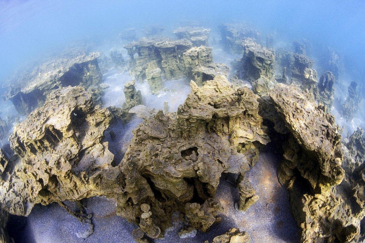 Van Gölü Küçük Mercan