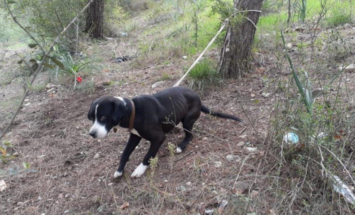 Osmaniye'de ağaca bağlanan köpek ölüme terk edildi