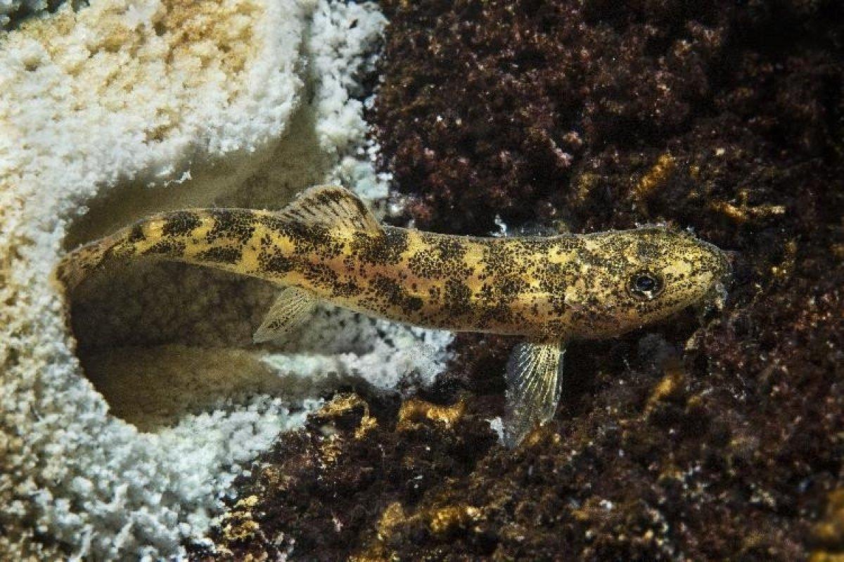 Van Gölü Küçük Mercan