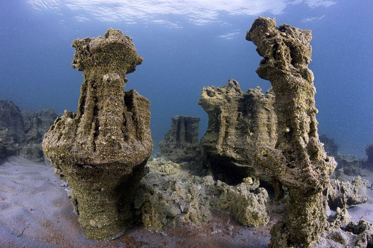 Van Gölü Küçük Mercan