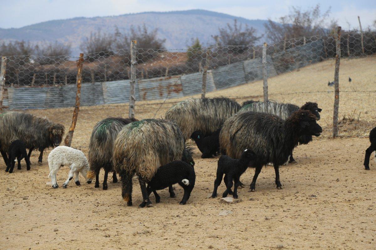Artvin’de kuzuların anneleri ile buluşma anı