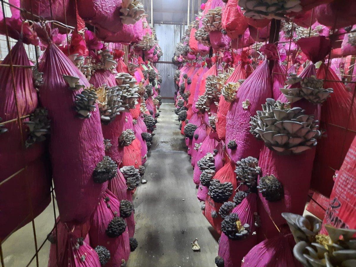 Mantar üretiminden kazandı