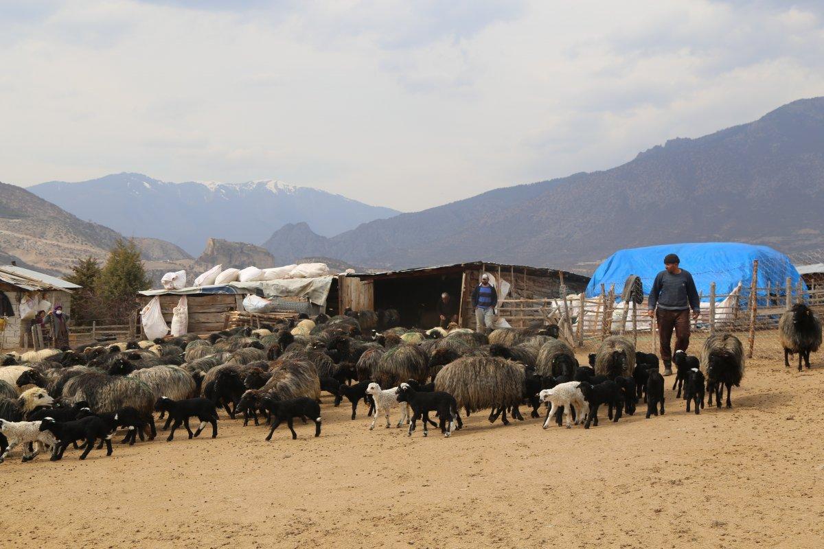 Artvin’de kuzuların anneleri ile buluşma anı