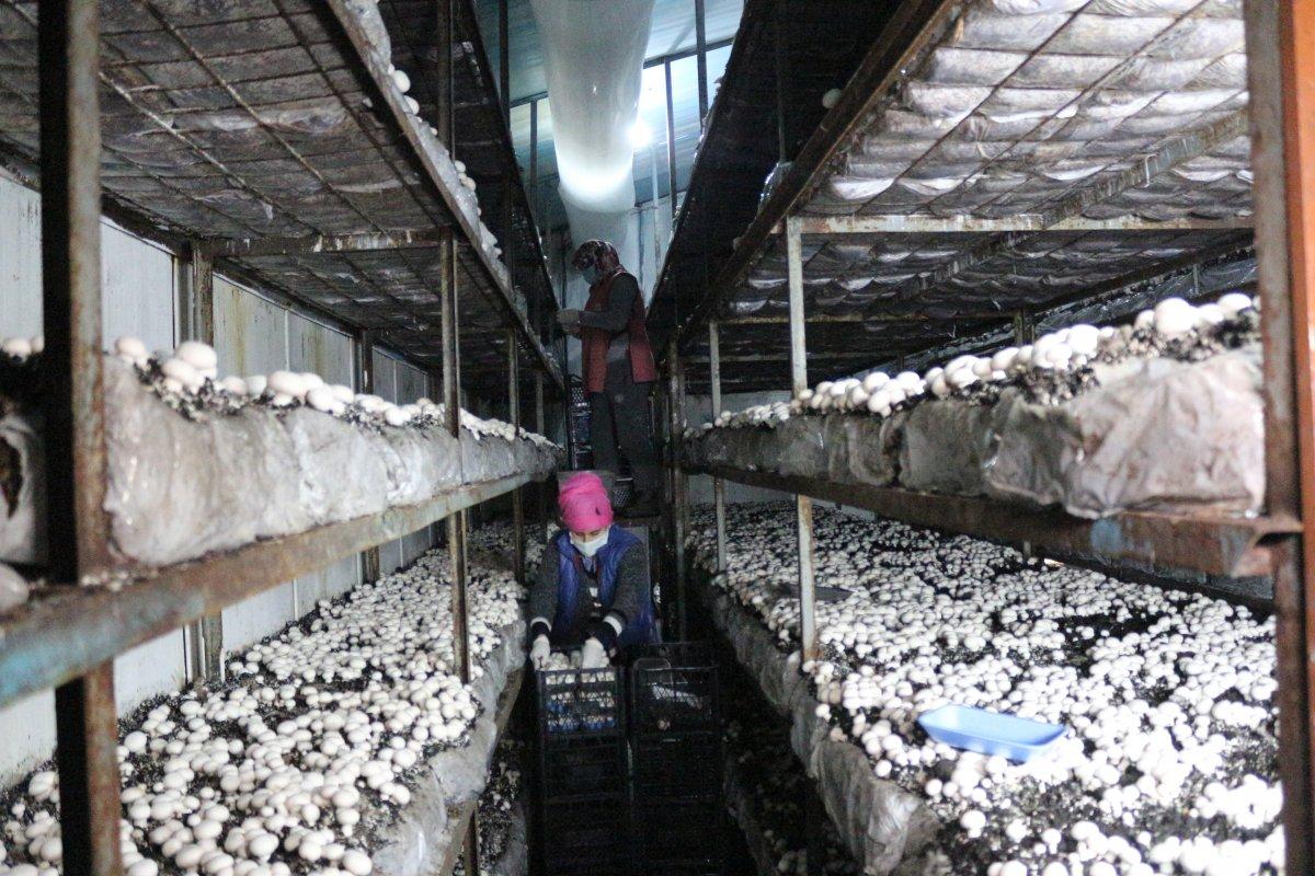 Kocaeli'de futbol kariyerini bırakıp dev mantar tesisi kurdu