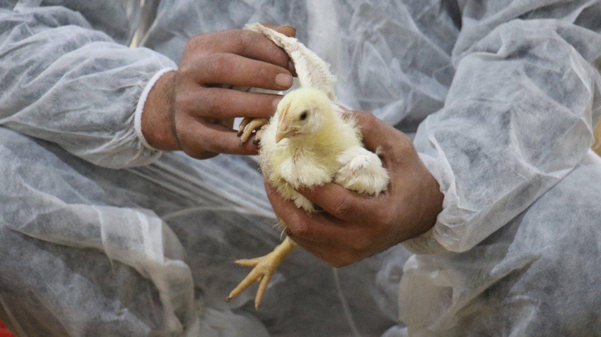 Devlet desteği ile tavuk çiftliği kurdu