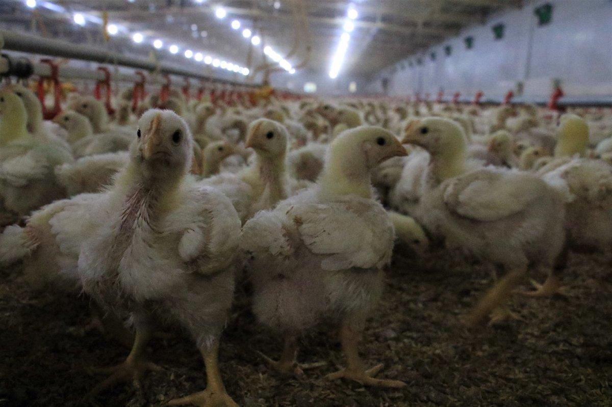 Devlet desteği ile tavuk çiftliği kurdu