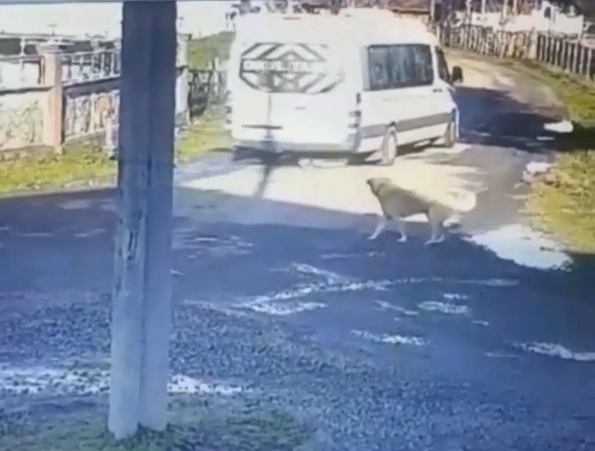Samsun’da servis aracı ile sokak köpeğinin üzerinden geçti