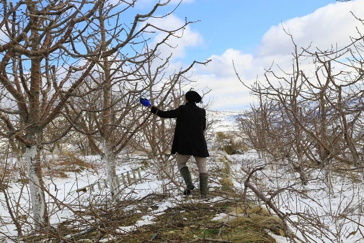 Kiraz üreticilerini yağan yağmur sevindirdi