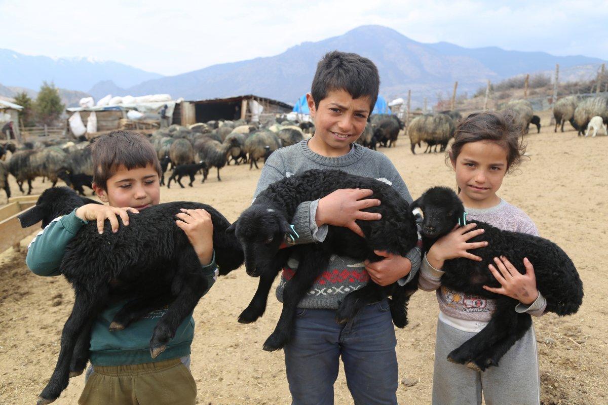 Artvin’de kuzuların anneleri ile buluşma anı