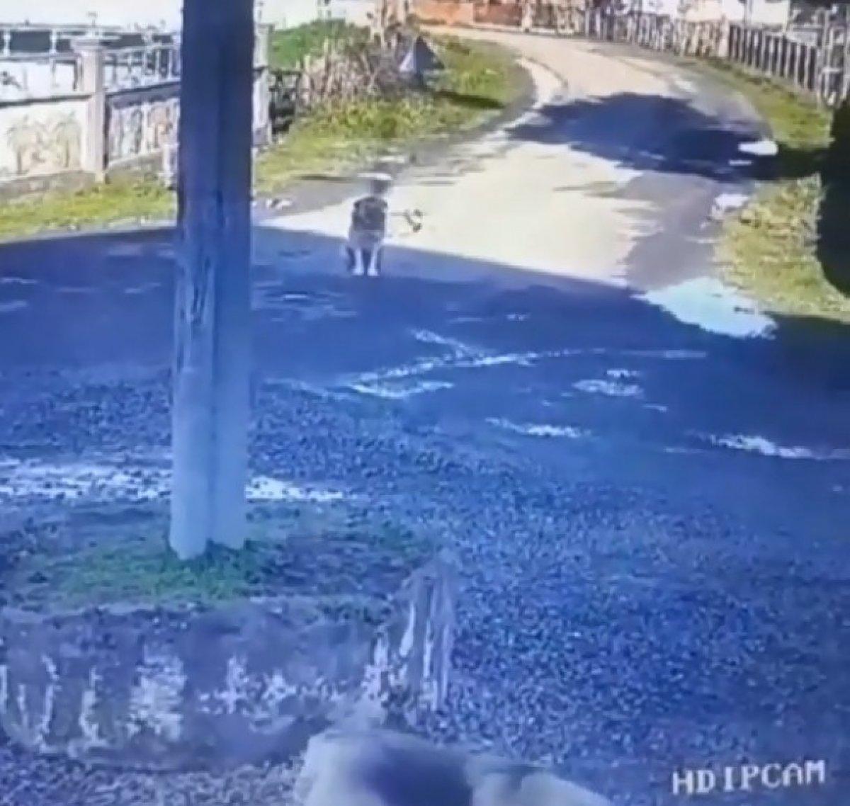 Samsun’da servis aracı ile sokak köpeğinin üzerinden geçti