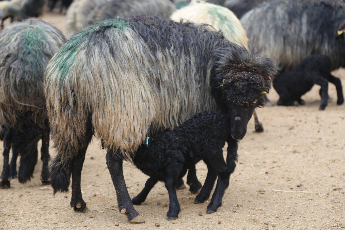 Artvin’de kuzuların anneleri ile buluşma anı