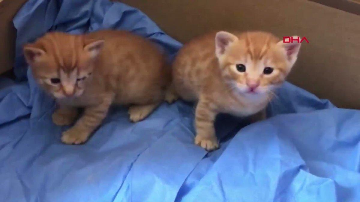 İzmir'de anne kedi hasta yavrularını veterinere taşıdı