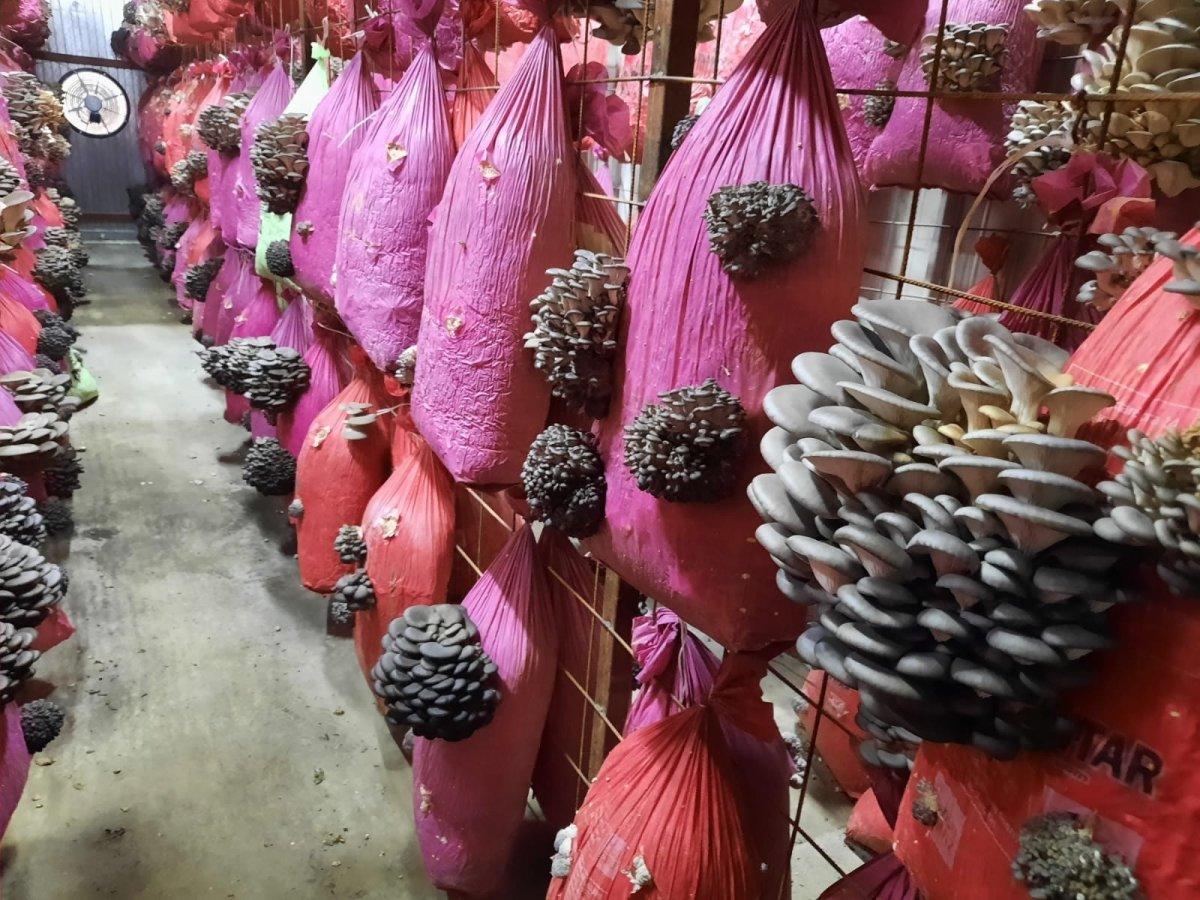 Mantar üretiminden kazandı