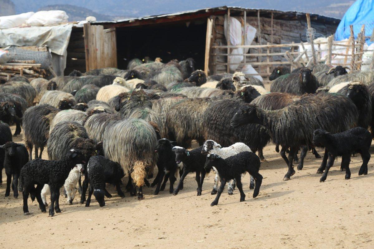 Artvin’de kuzuların anneleri ile buluşma anı