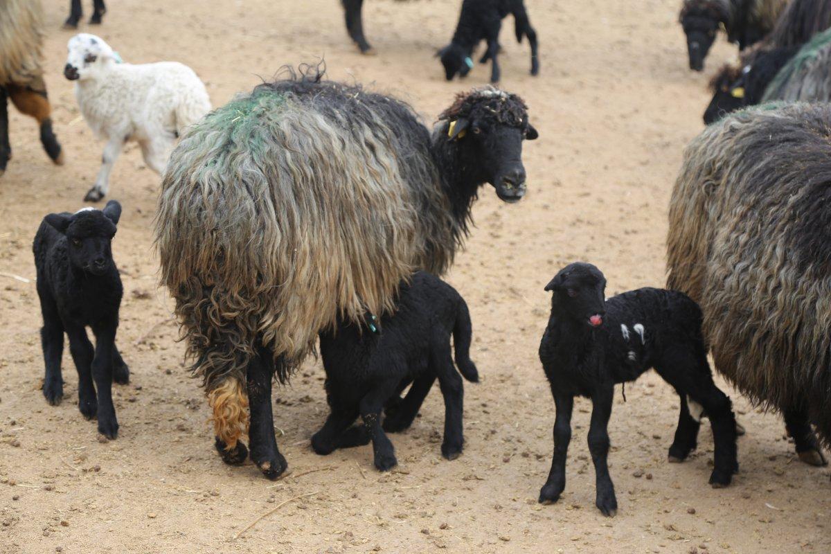 Artvin’de kuzuların anneleri ile buluşma anı