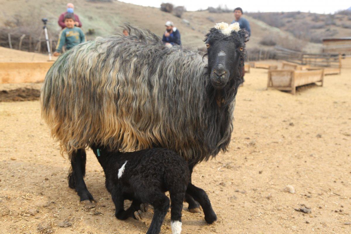 Artvin’de kuzuların anneleri ile buluşma anı
