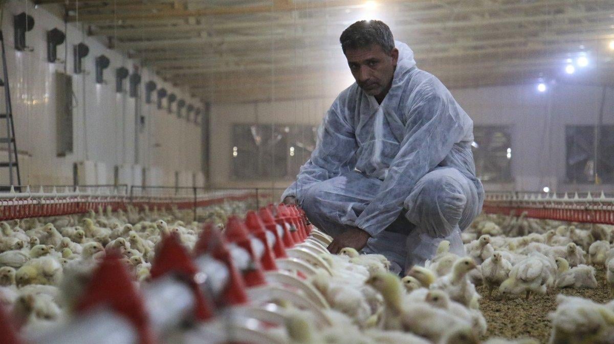 Devlet desteği ile tavuk çiftliği kurdu