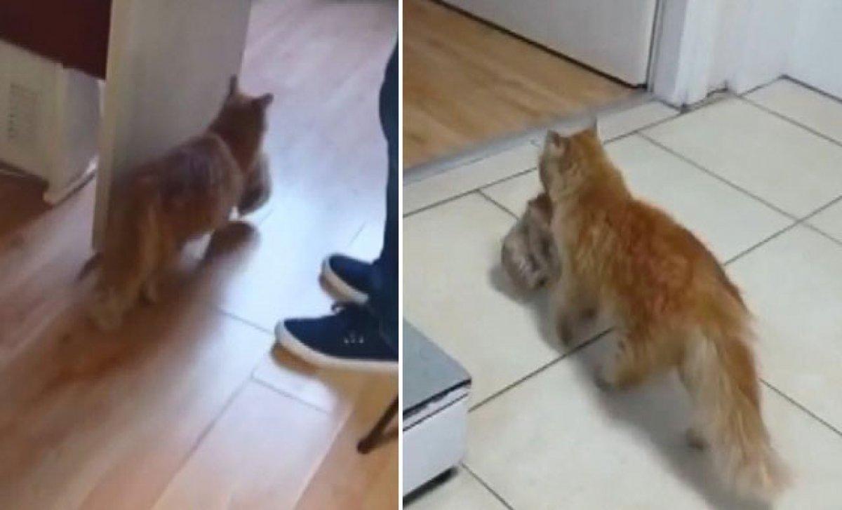 İzmir'de anne kedi hasta yavrularını veterinere taşıdı