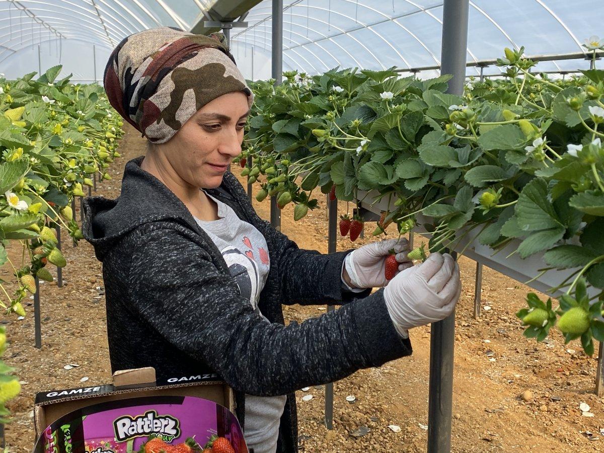 Topraksız alanda çilek üretimi arttı