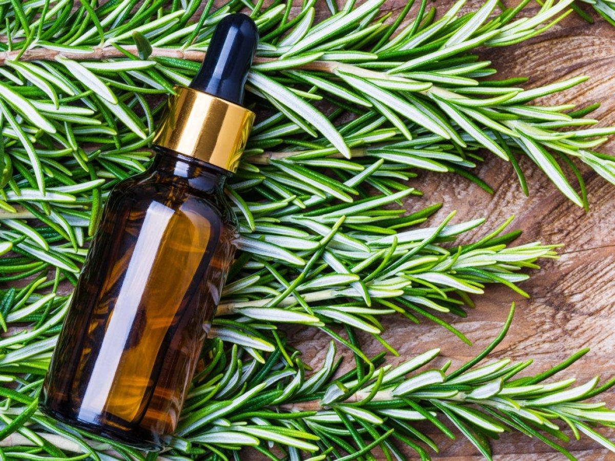 Biberiye yağının faydaları