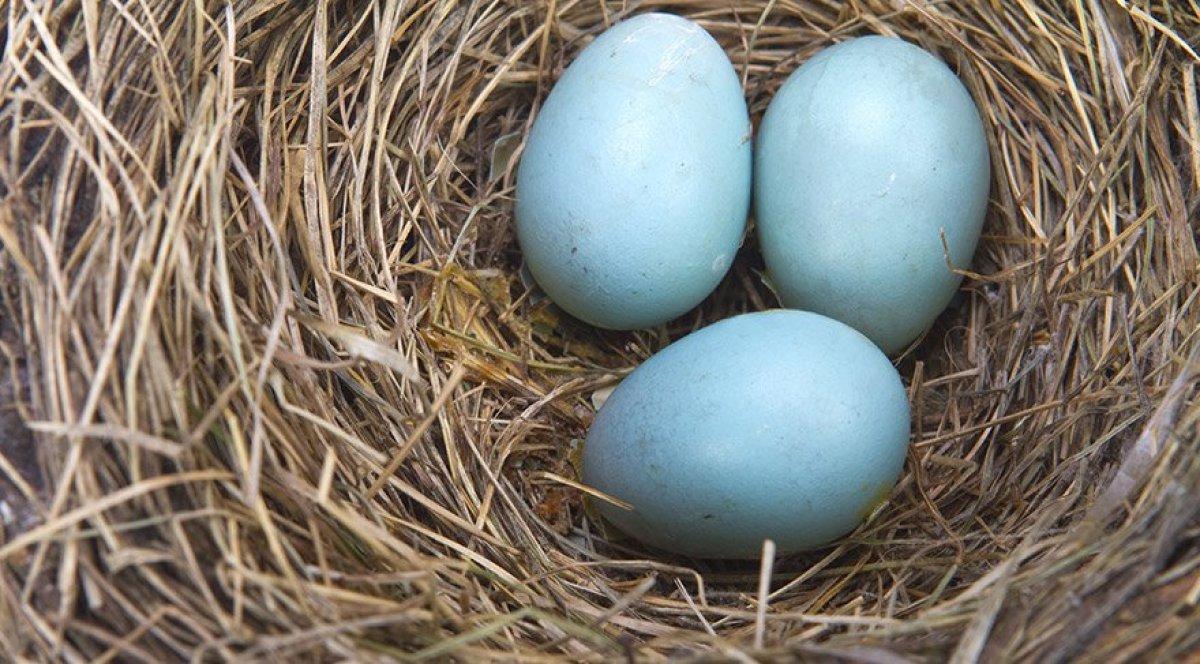 Protein deposu: Mavi yumurta nedir? Mavi yumurtanın faydaları nelerdir?