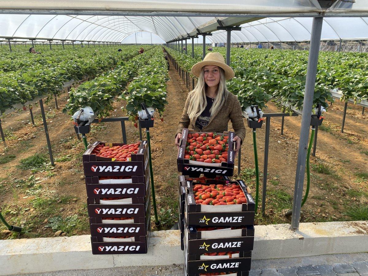 Topraksız alanda çilek üretimi arttı