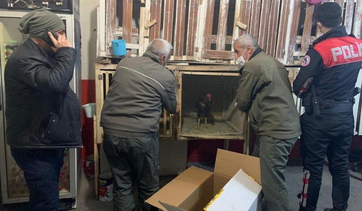Elazığ'da metruk binaya horoz dövüşü baskını