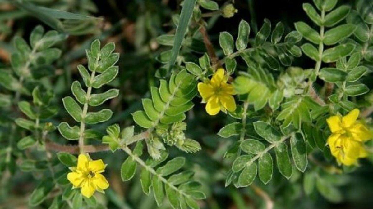 Demir dikeni nedir, faydaları nelerdir? Demir dikeni çayı nasıl yapılır?