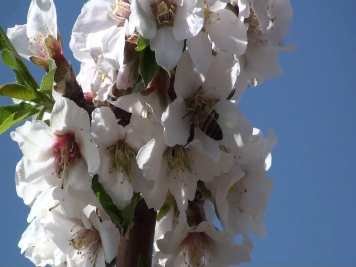 Badem bahçeleri görsel şöleni