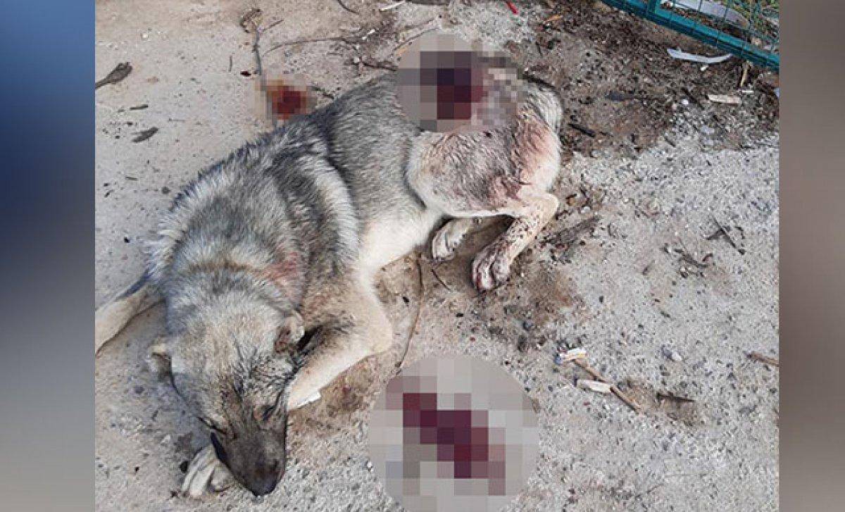 Denizli'de iki köpek bıçaklandı