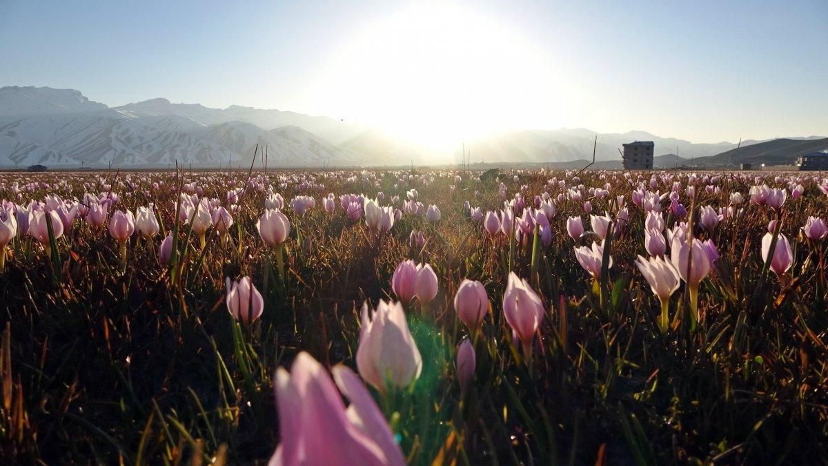 Yüksekova'daki kardelenler mest etti