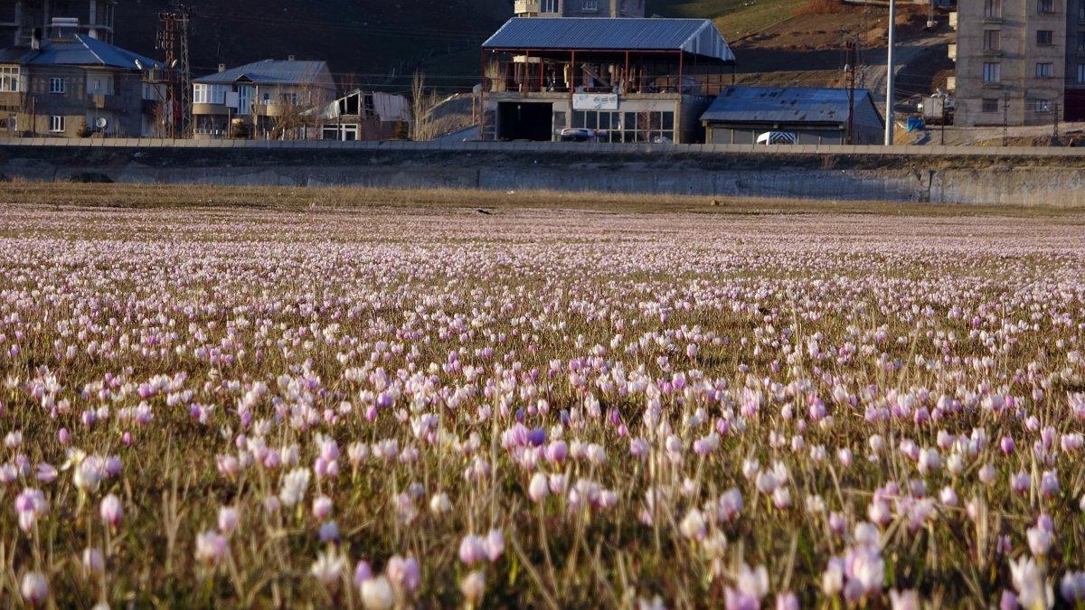 Yüksekova'daki kardelenler mest etti