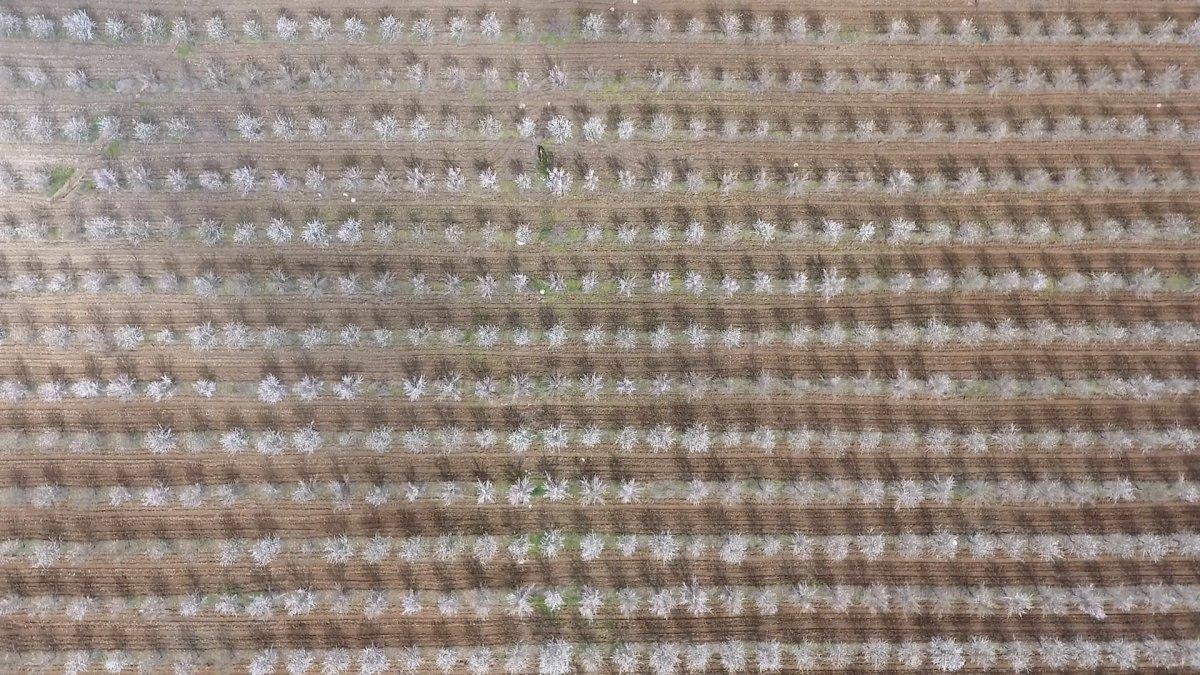 Badem bahçeleri görsel şöleni