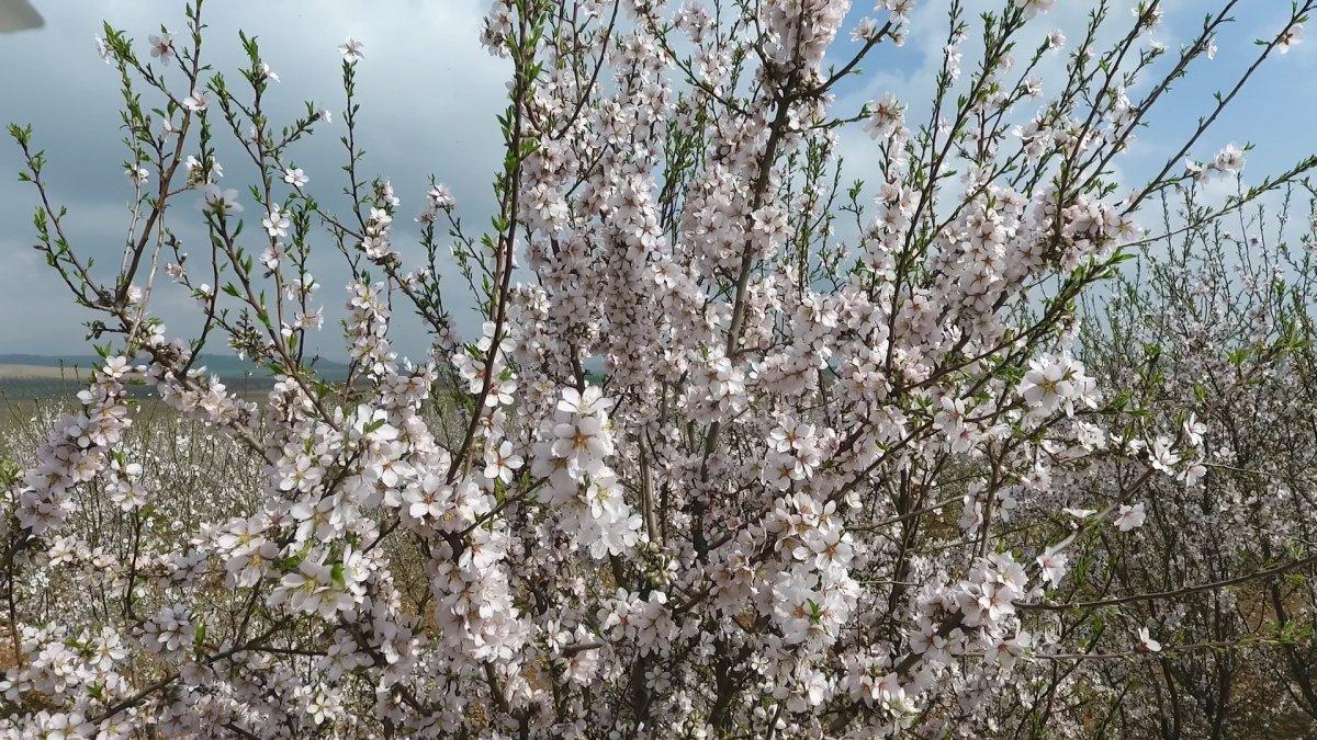 Badem bahçeleri görsel şöleni