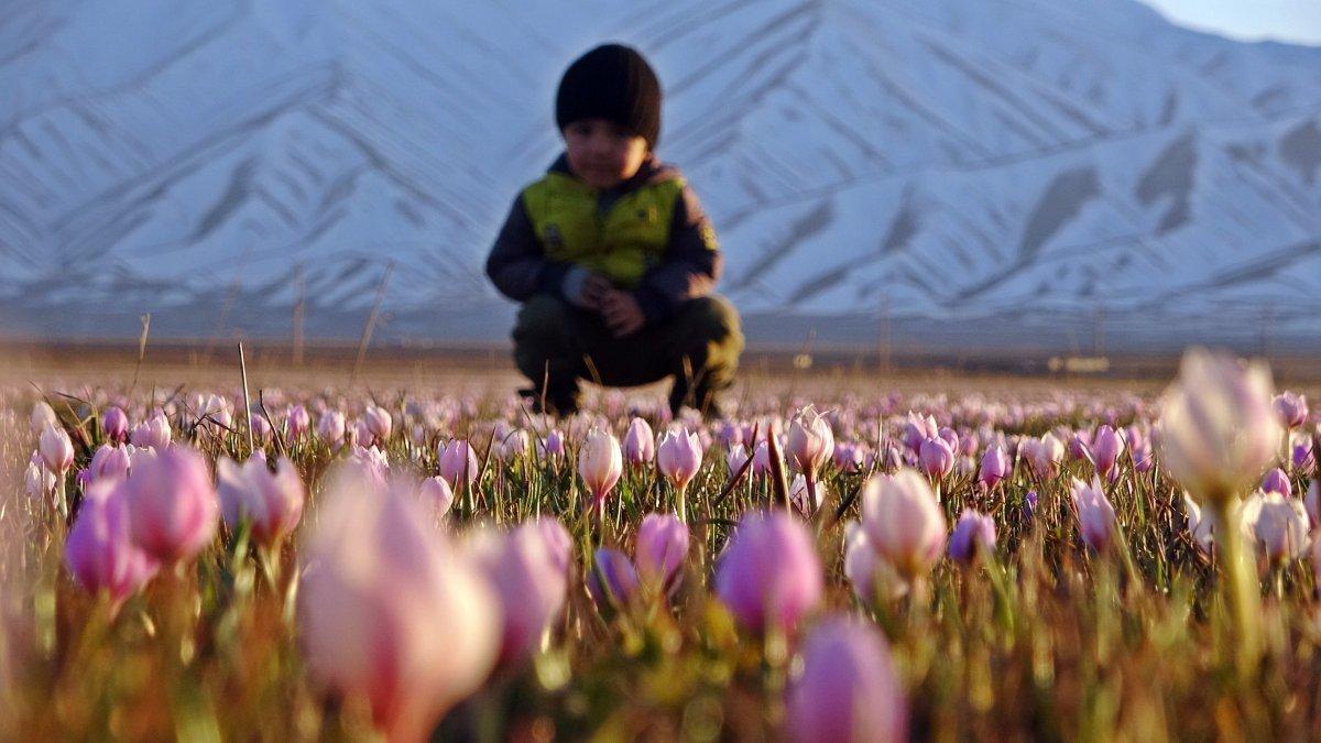 Yüksekova'daki kardelenler mest etti