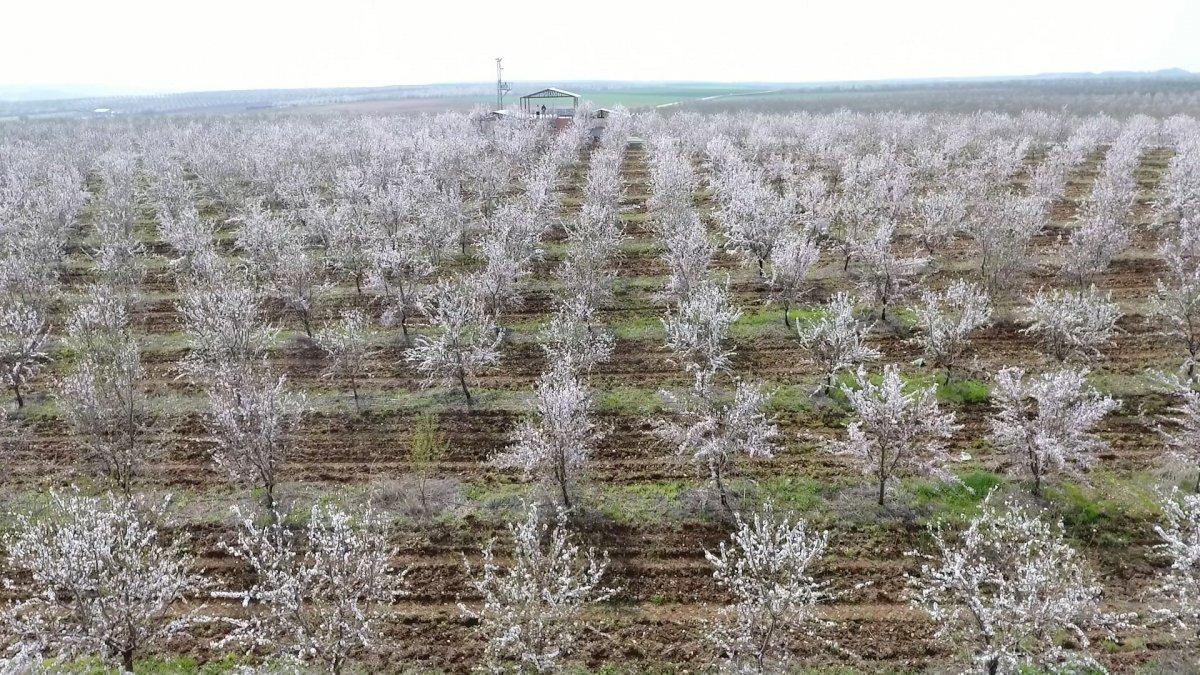 Badem bahçeleri görsel şöleni