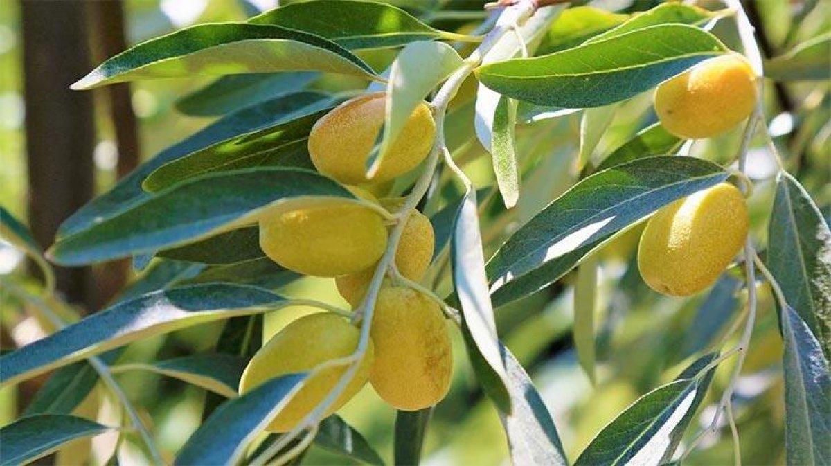 İğde nedir, faydaları nelerdir? İğde yaprağı nasıl kullanılır?