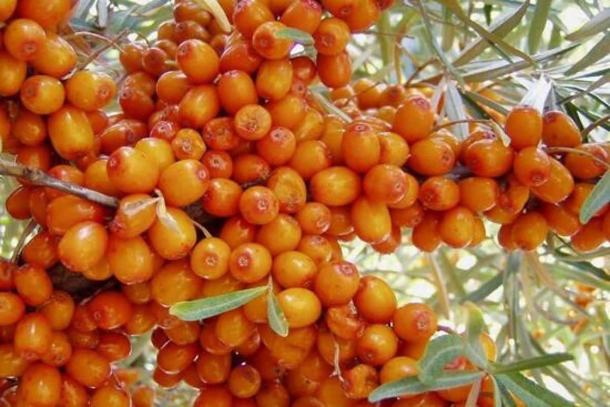 İğde nedir, faydaları nelerdir? İğde yaprağı nasıl kullanılır?