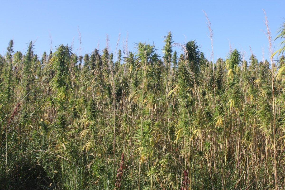 Kenevir tohumları tescillendi