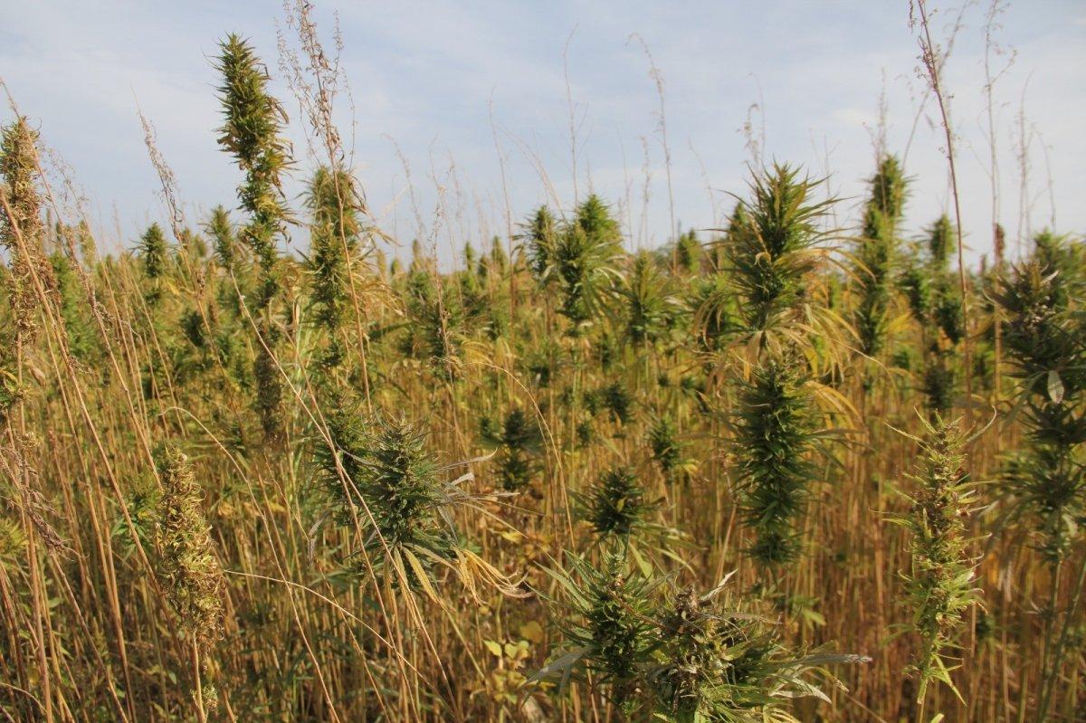 Kenevir tohumları tescillendi